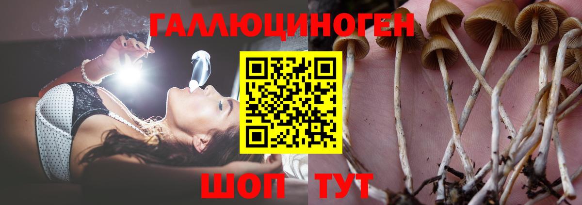 Псилоцибиновые грибы Psilocybe  Галлюциногенные грибы мицелий  Моздок  Вход с VPN 